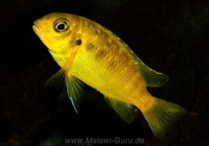 Tropheops sp. 'black dorsal' Chimwalani Reef